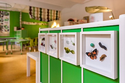 Small animal figures such as butterflies, frogs and many more in the Darwin room
